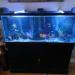55gallon fish tank with fish with stand