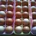 Farm Fresh Brown Eggs
