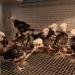 White crested black polish chicks
