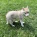 AKC Siberian Husky Puppy (female)