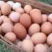 Farm fresh eggs for sale